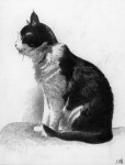 La gata Castauela, que tiene como mascota al humano Nozal