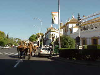 Mulillas de la plaza de los toros