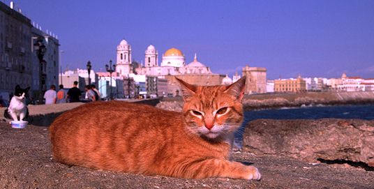 Gatos en el Campo del Sur de Cdiz